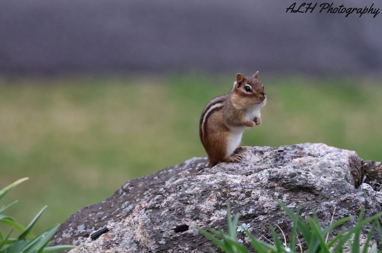 Chipmunk standing on a rock outdoors